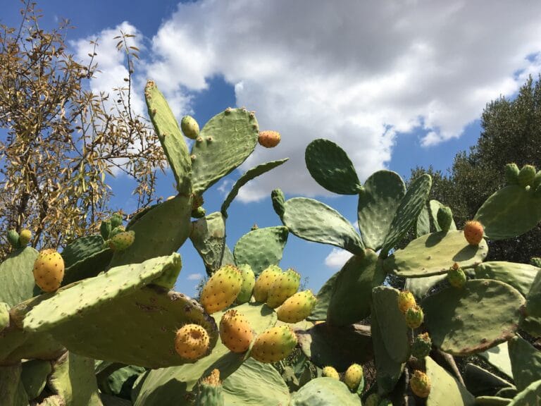 Scopri di più sull'articolo Viaggio in Sicilia: tutto quello che devi sapere