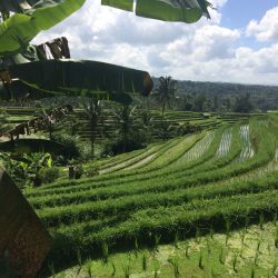 Dove dormire a Ubud: 4 hotel di lusso