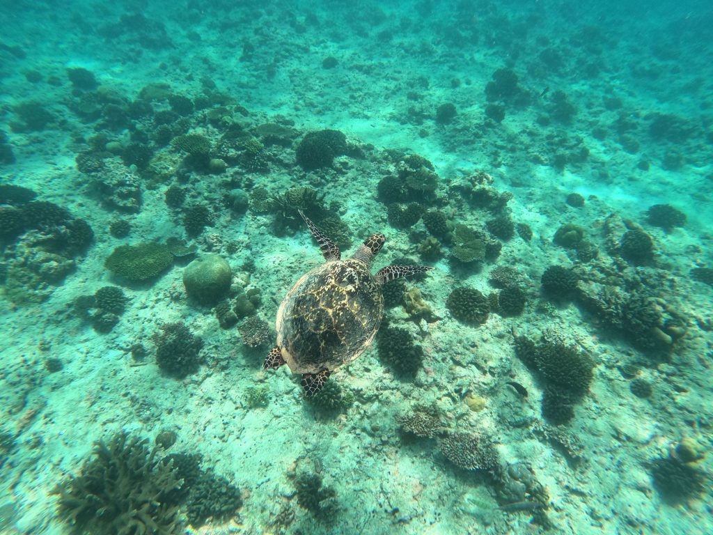 cosa fare a Maafushi
