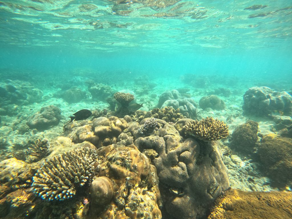 barriera corallina Maldive