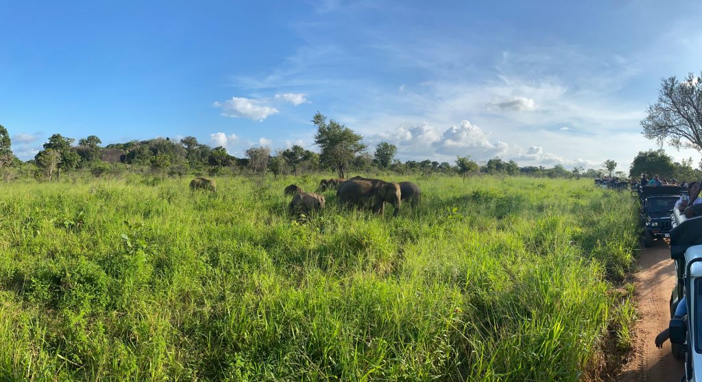 safari in Sri Lanka