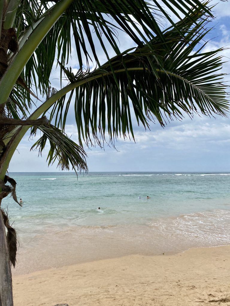 mare in Sri Lanka