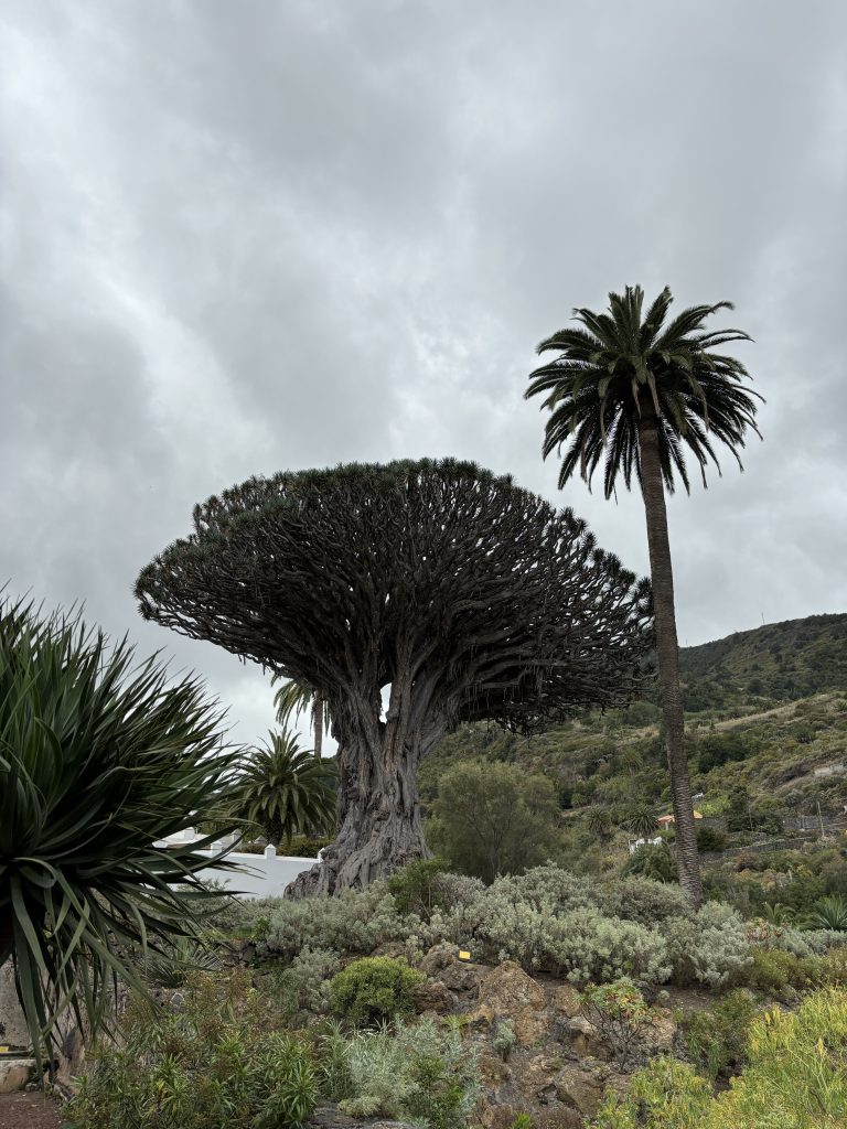 Albero del Drago Icod de los Vinos Tenerife