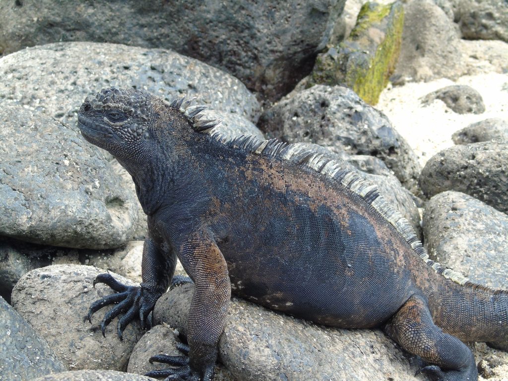 iguana marina isole Galapagos