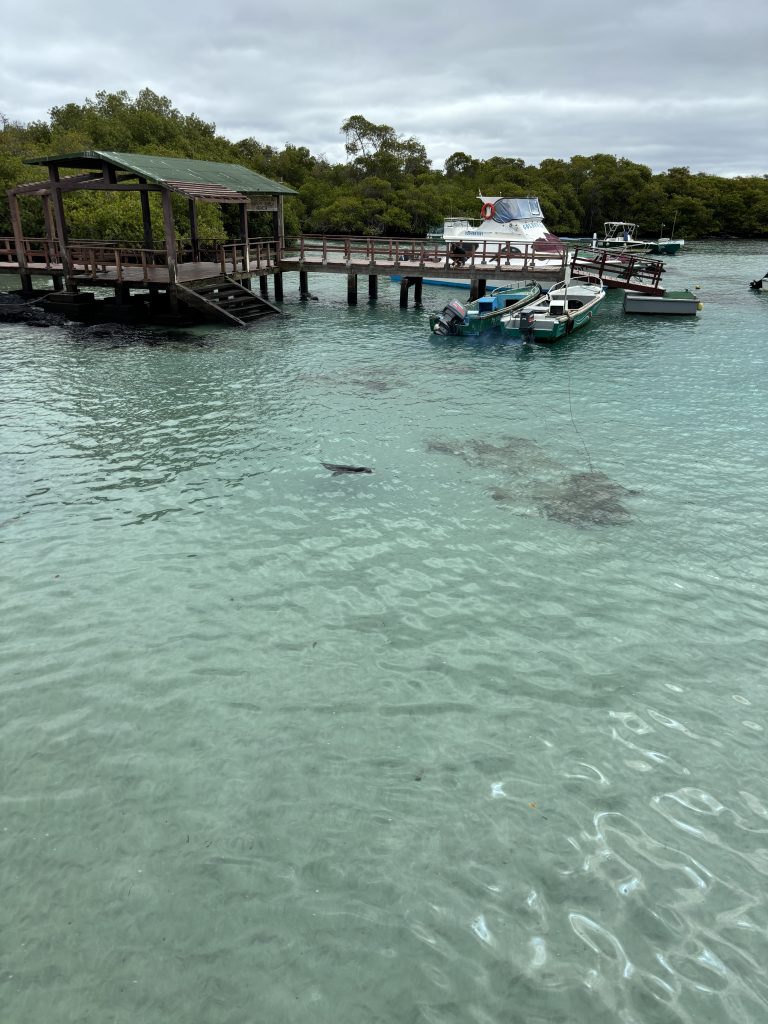 viaggio alle Isole Galapagos