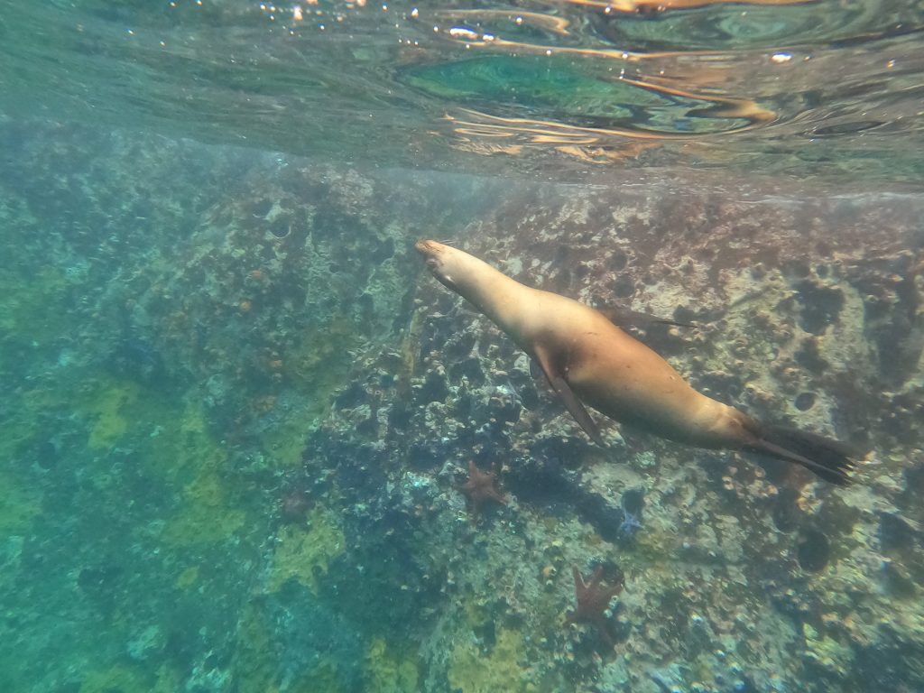 viaggio alle Isole Galapagos
