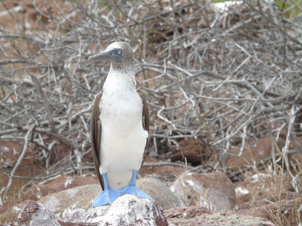 Sula Piedi Azzurri