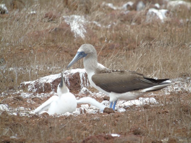 Scopri di più sull'articolo Itinerario di 15 giorni in Perù e Galapagos