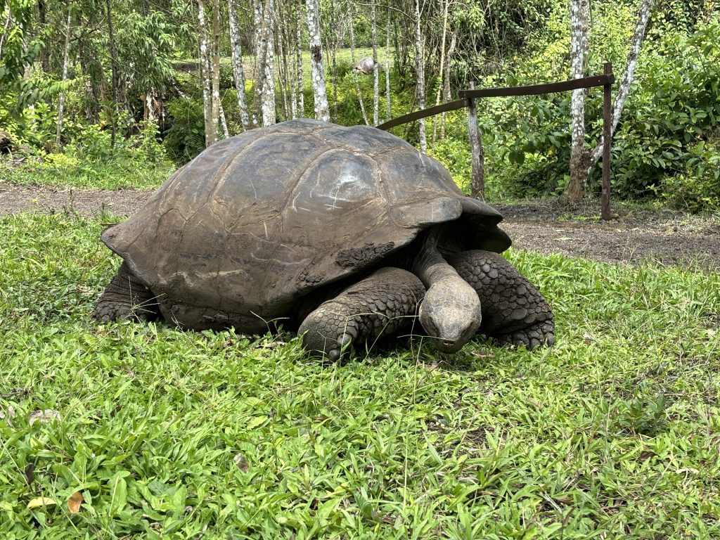 tartaruga gigante Galapagos