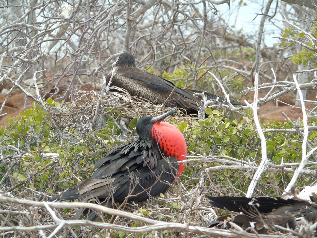 Fregate magnificens Galapagos