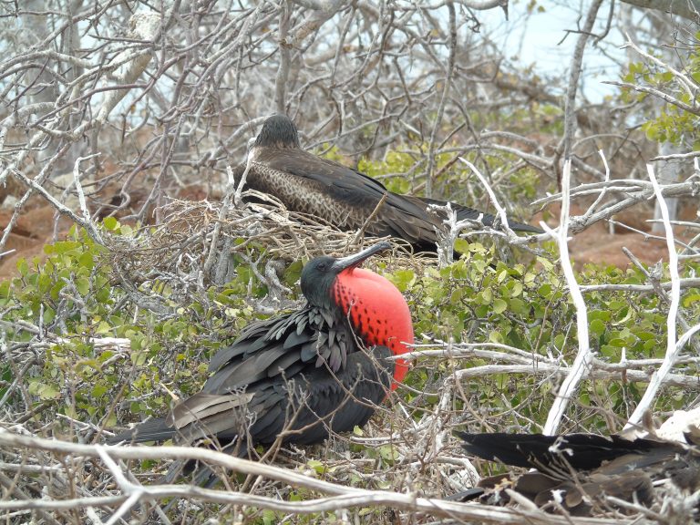Scopri di più sull'articolo Itinerario di 15 giorni in Colombia ed Ecuador, Galapagos incluse