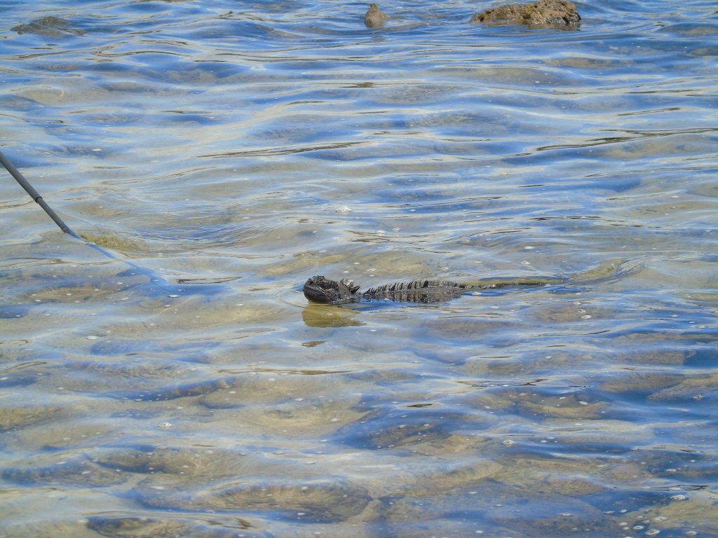 iguana marina delle Galapagos che nuota