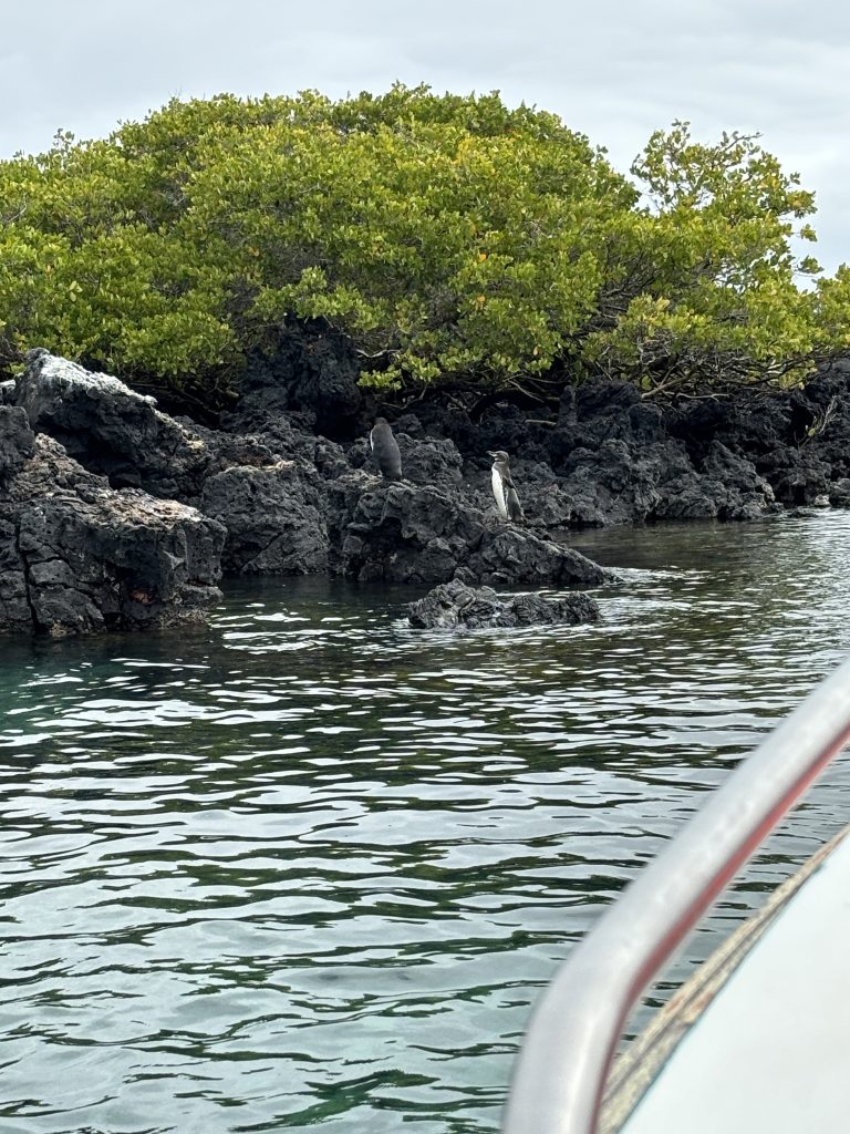 pinguini delle Galapagos
