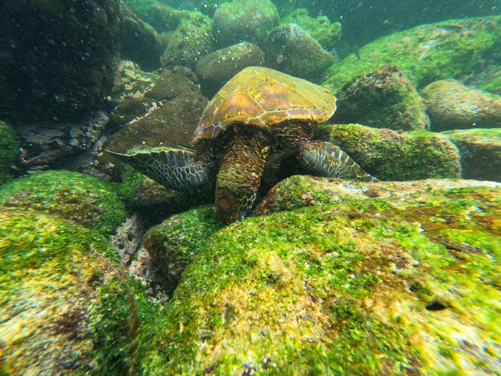 tartaruga marina Galapagos