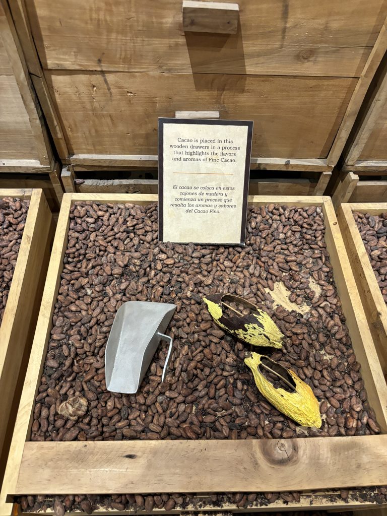 il cacao dell'Ecuador