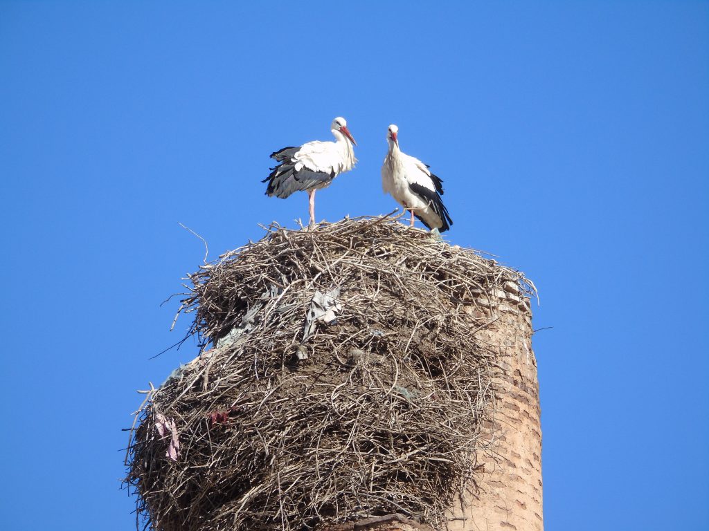 cicogne viaggio in Marocco