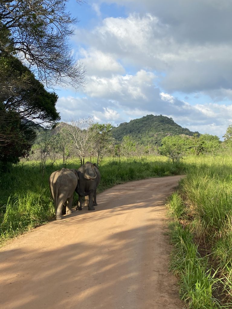 safari elefanti in Sri Lanka