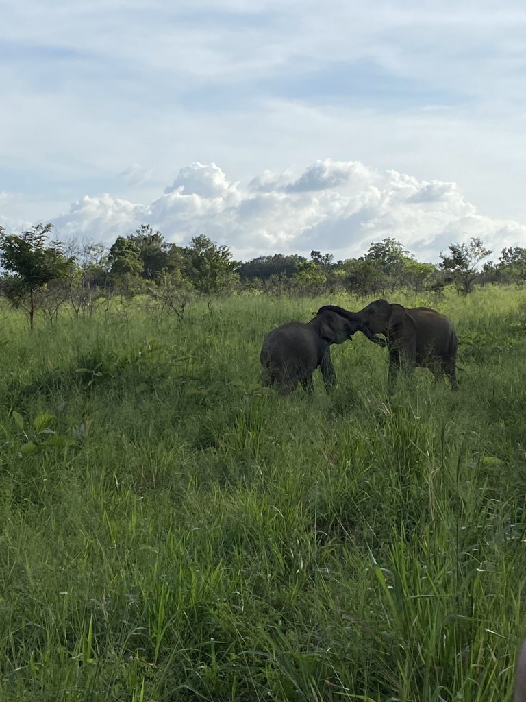 elefanti asiatici in Sri Lanka