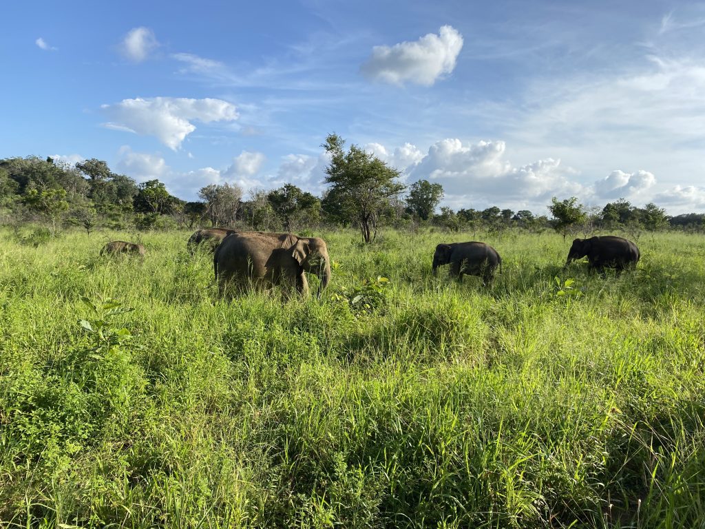 elefanti asiatici safari in Sri Lanka