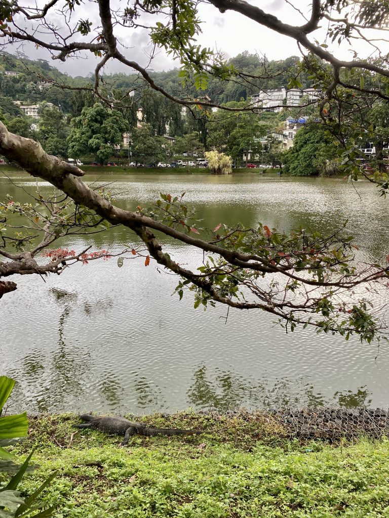 varano e lago artificiale Kandy