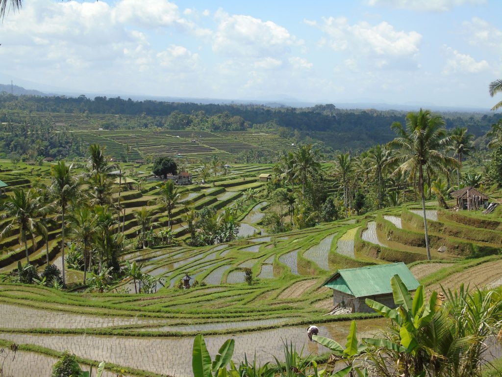 risaie Bali