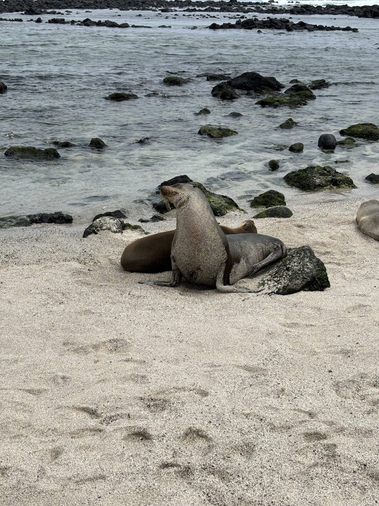 leoni marini Galapagos
