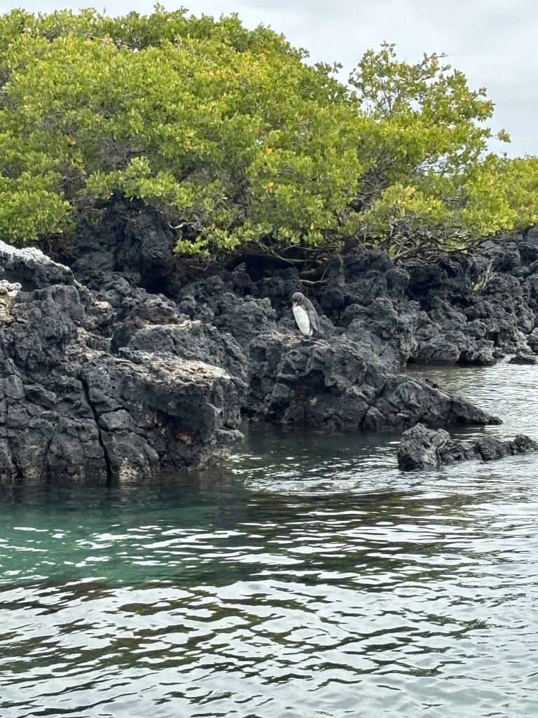 pinguino delle Galapagos