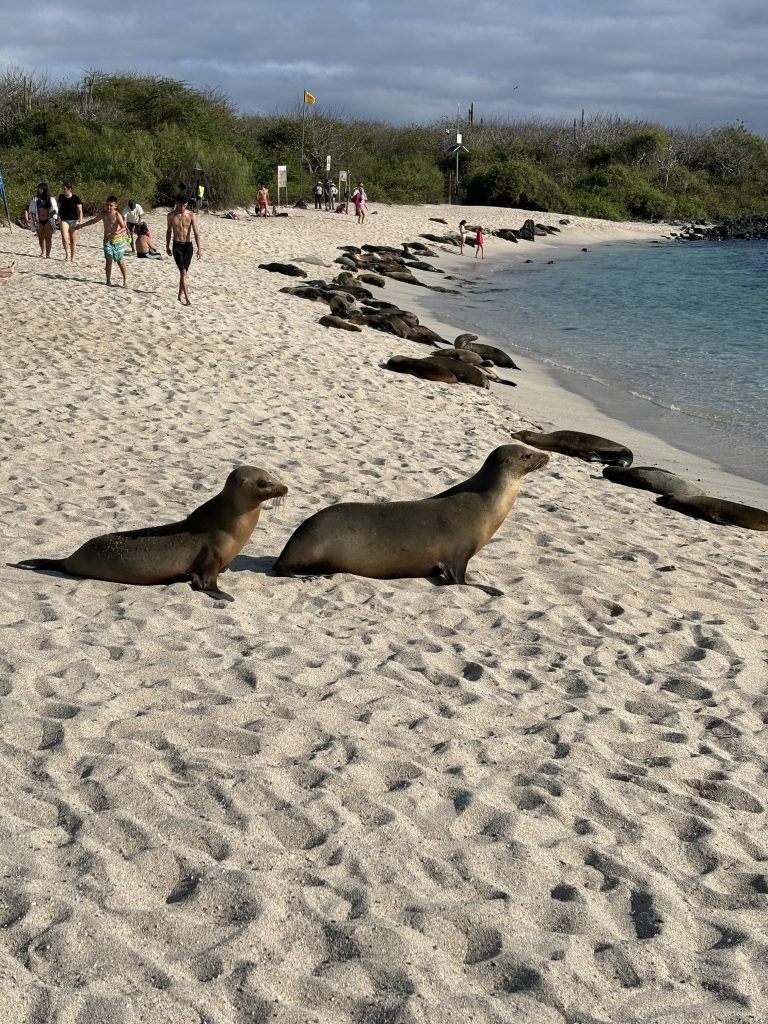 cosa vedere alle Isole Galapagos