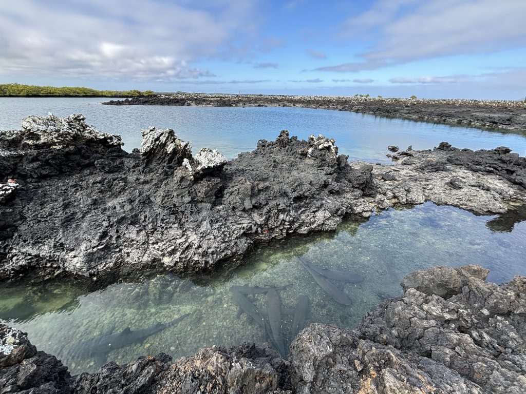 squali isole Galapagos