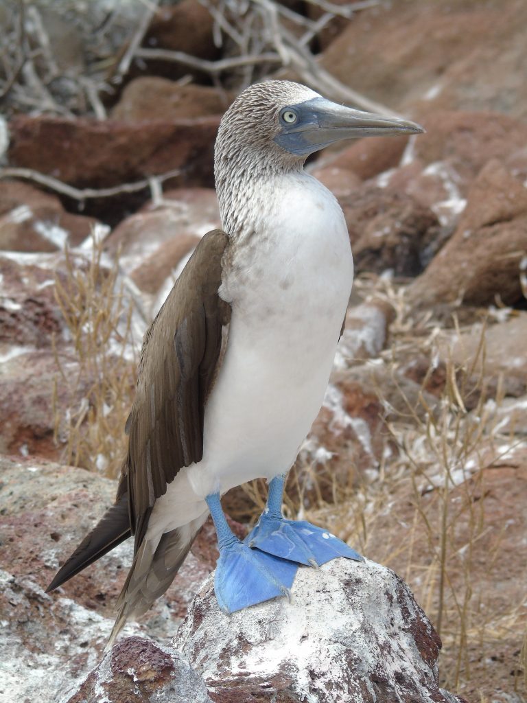 sula zampe azzurre