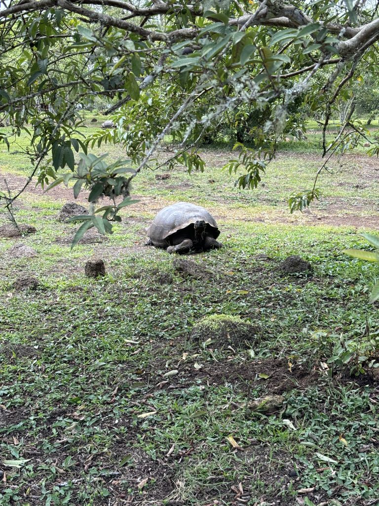 tartaruga Galapagos