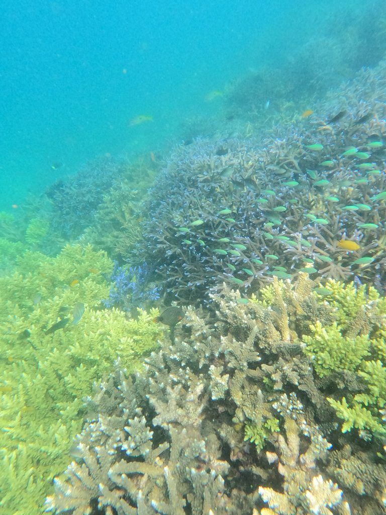 snorkeling alle Isole Gili