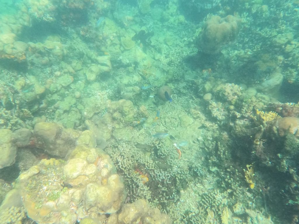 snorkeling Isole del Rosario