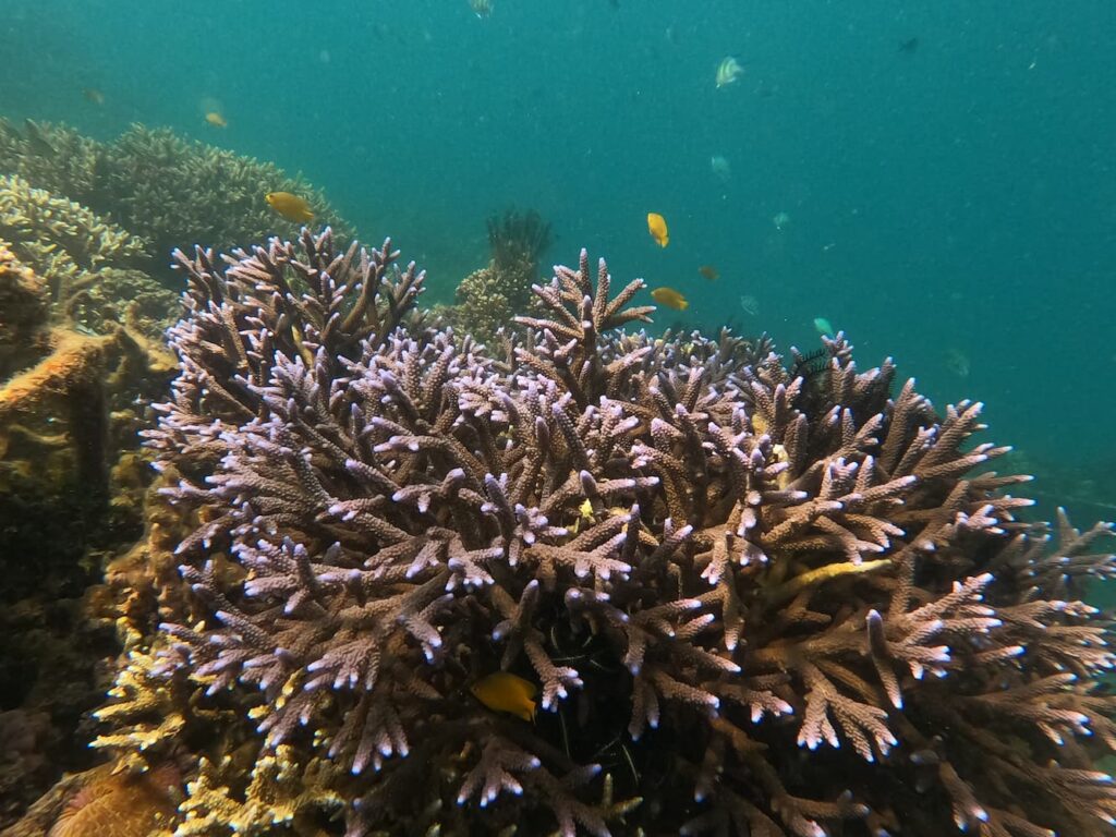 dove fare snorkeling e diving in Indonesia