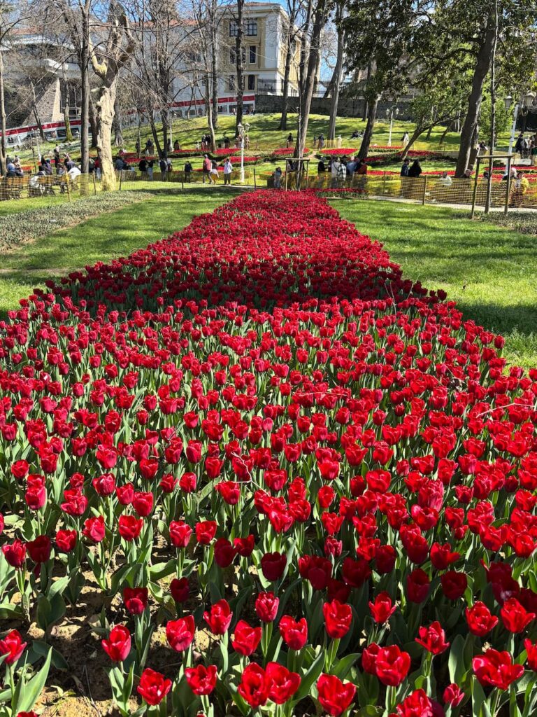 tulipani a Istanbul