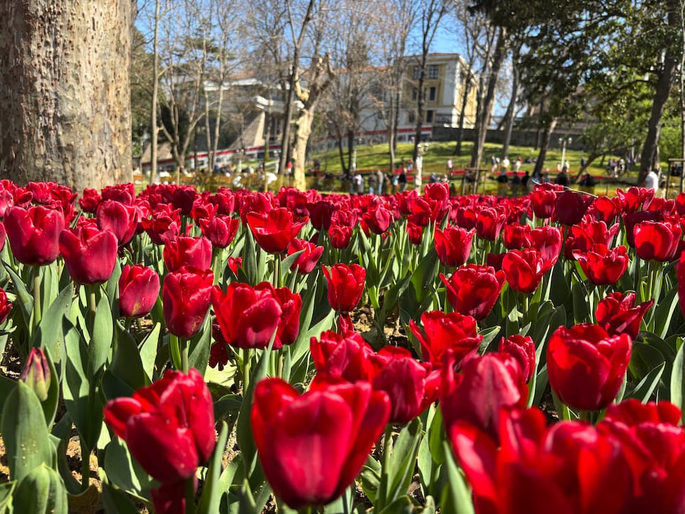 tulipani cosa fare a Istanbul