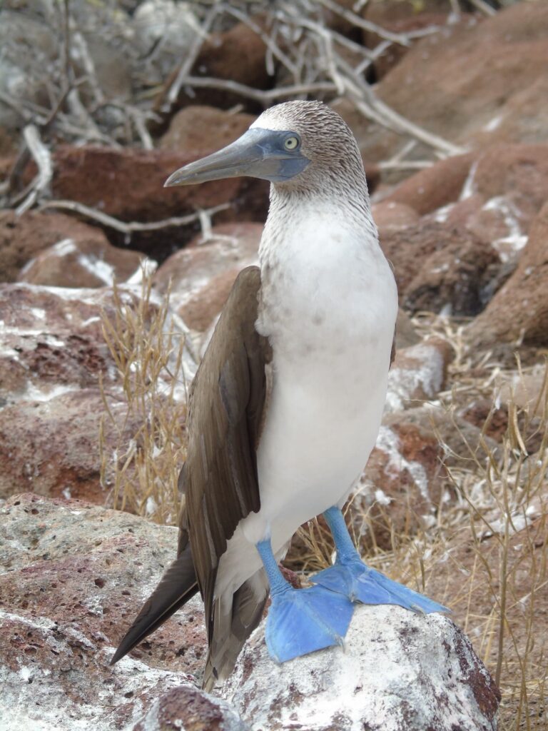 sula piediazzurri zampe azzurre itinerario di 15 giorni in Perù e Galapagos