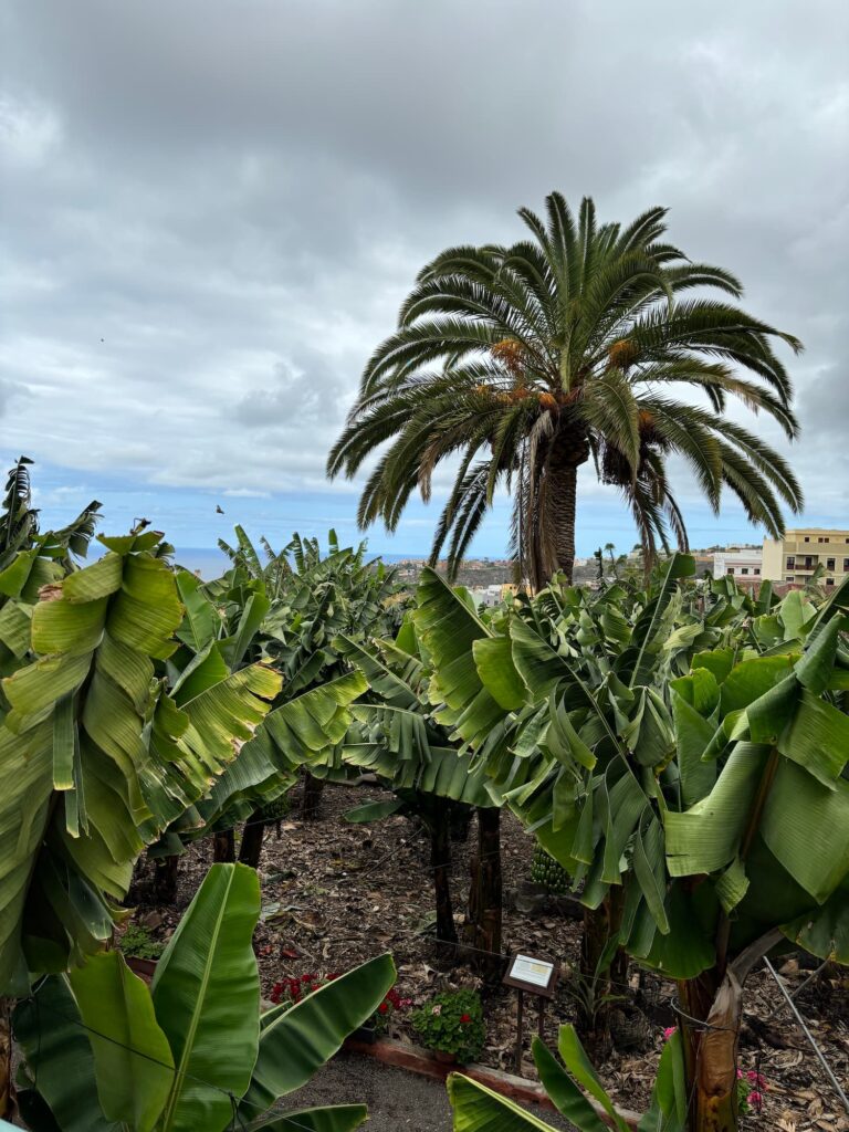 Le 19 esperienze più belle da fare a Tenerife